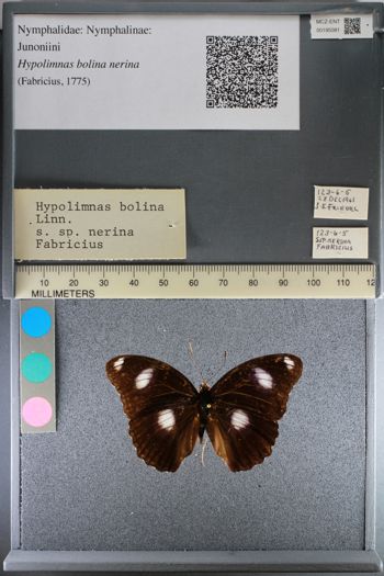 Media type: image;   Entomology 195081